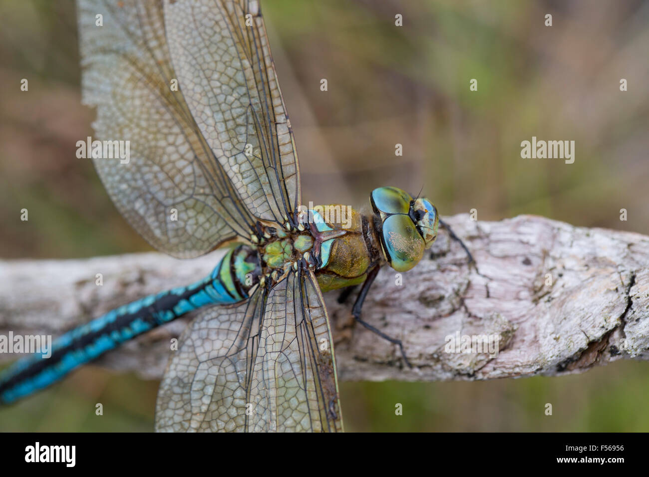 L'imperatore Dragonfly; Anax imperator maschio singolo; Cornovaglia; Regno Unito Foto Stock