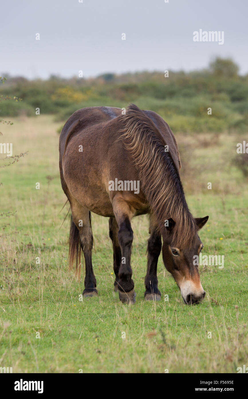 Exmoor Pony; pascolo singolo Greenham Common; Berkshire, Regno Unito Foto Stock