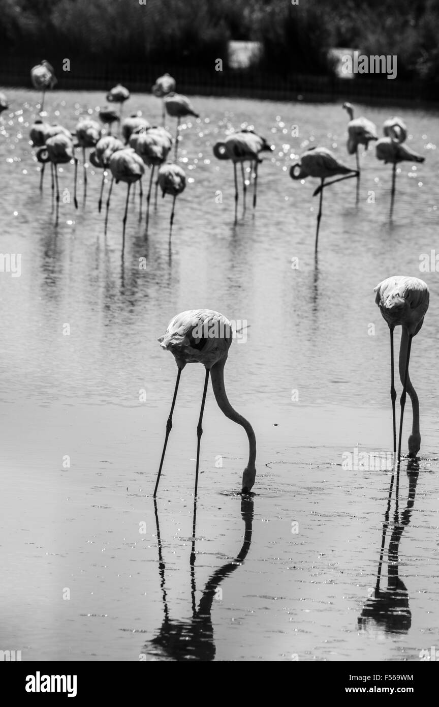 Rosa grosso uccello fenicottero maggiore (Phoenicopterus ruber) nell'acqua, Camargue, Francia Foto Stock