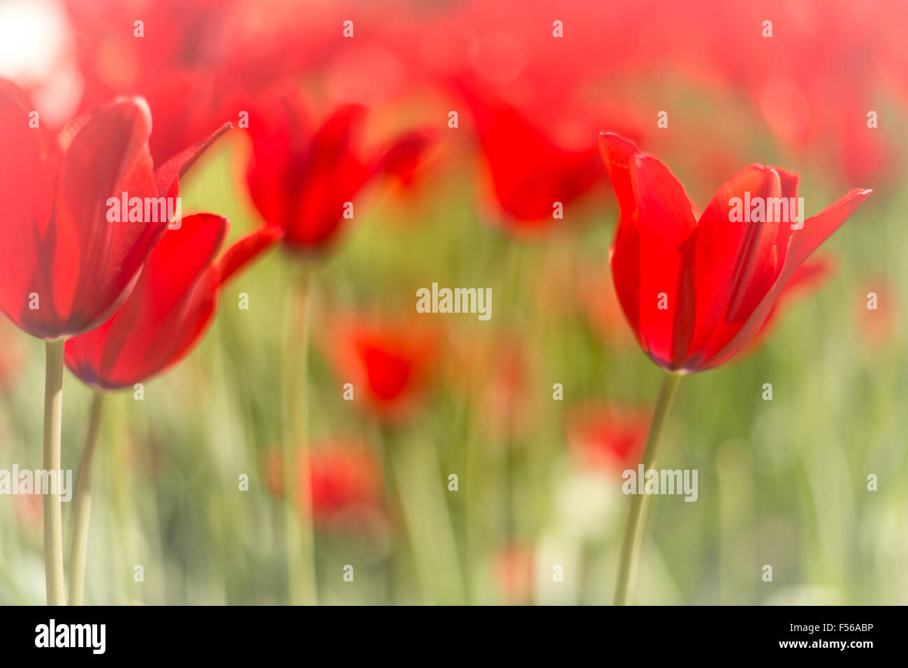 Un sacco di colore rosso brillante tulipani cresce in estate campo verde. Fiori ondeggianti dal vento. Bellissimi colori in primavera. Foto Stock