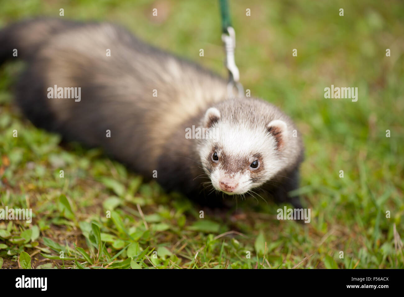 Polecat ferret hybrid ritratto, animale domestico in piombo in piedi sull'erba, orientamento orizzontale, nessuno... Foto Stock