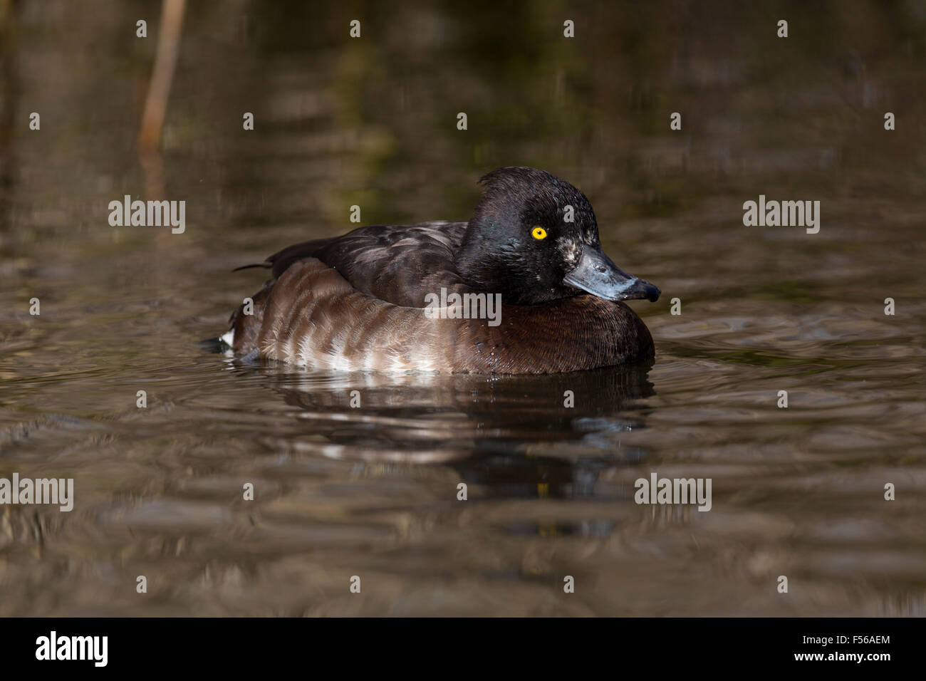 Moretta; Aythya fuligula femmina singolo; Cornovaglia; Regno Unito Foto Stock