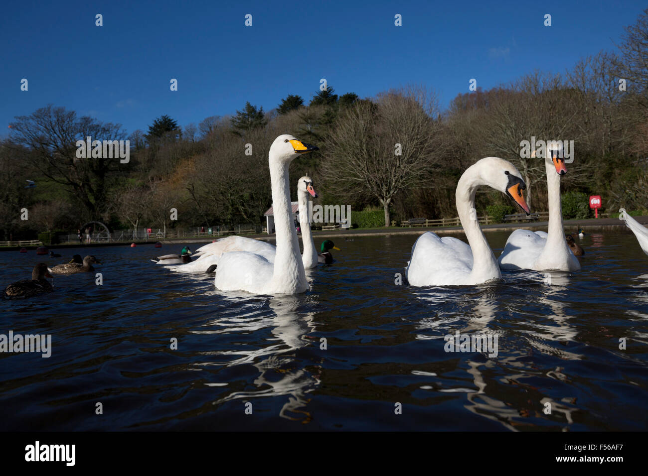 Whooper Swan; Cygnus cygnus singolo su Helston in barca sul lago con cigni Cornwall, Regno Unito Foto Stock