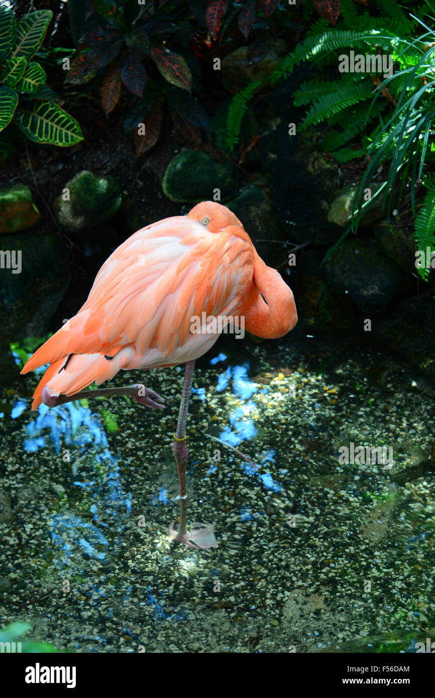 Florida Flamingo! Foto Stock