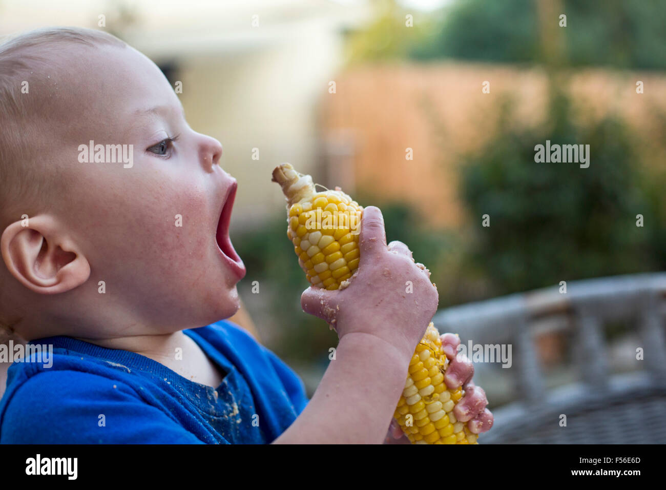 Wheat Ridge in Colorado - Adam Hjermstad Jr., quindici mesi di età, impara a mangiare sulla pannocchia di mais. Foto Stock