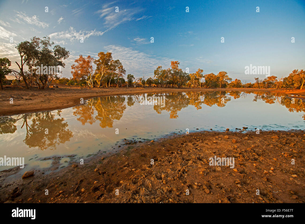 Outback australiano paesaggio durante la siccità con alberi e cielo blu riflessa in superficie a specchio di acqua a oasi al tramonto Foto Stock