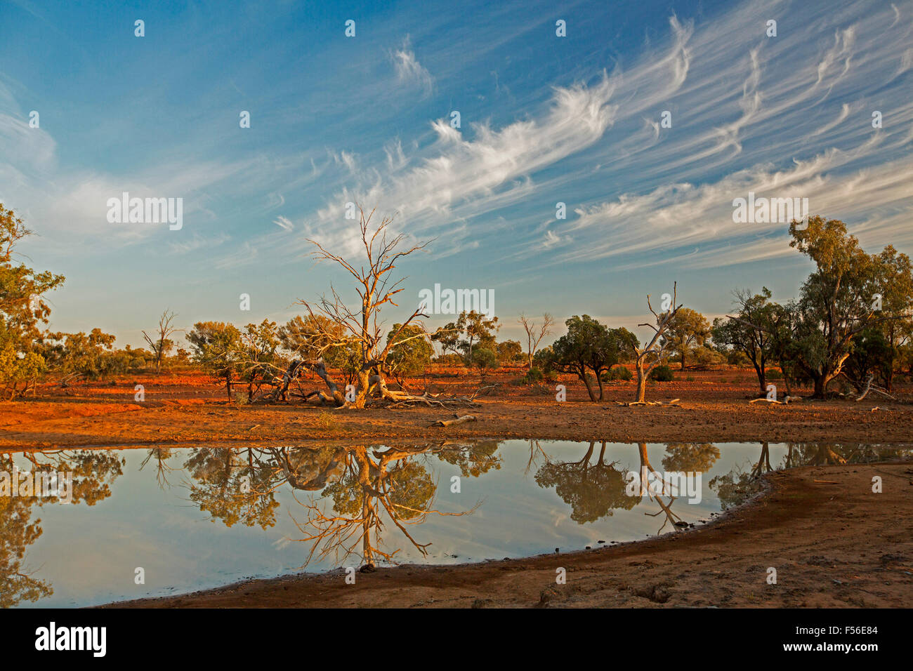 Outback australiano paesaggio durante la siccità con alberi e cielo blu riflessa in superficie a specchio di acqua a oasi al tramonto Foto Stock