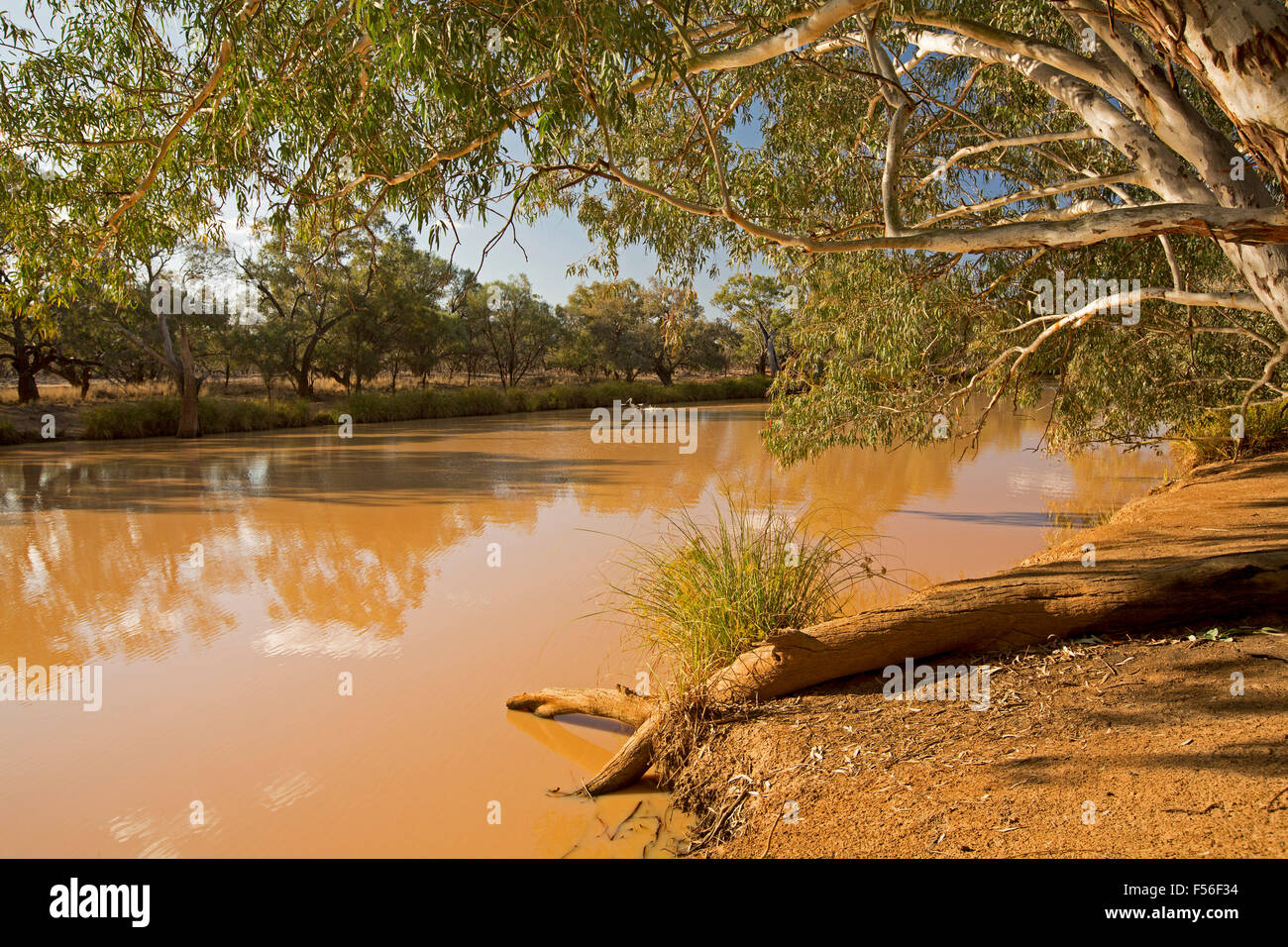 Paroo River, permanente per via navigabile ombreggiato da grandi alberi di gomma a Currawinya Parco Nazionale in outback Queensland Australia Foto Stock