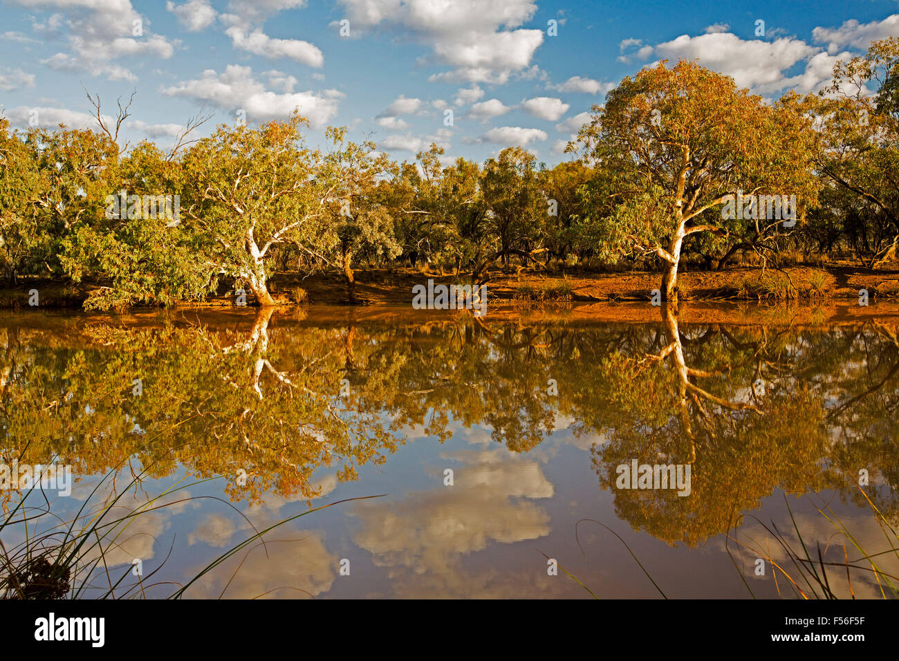 Paroo Fiume con gomma nativa alberi e cielo blu riflessa in acqua calma a Currawinya National Park, outback Queensland Australia Foto Stock