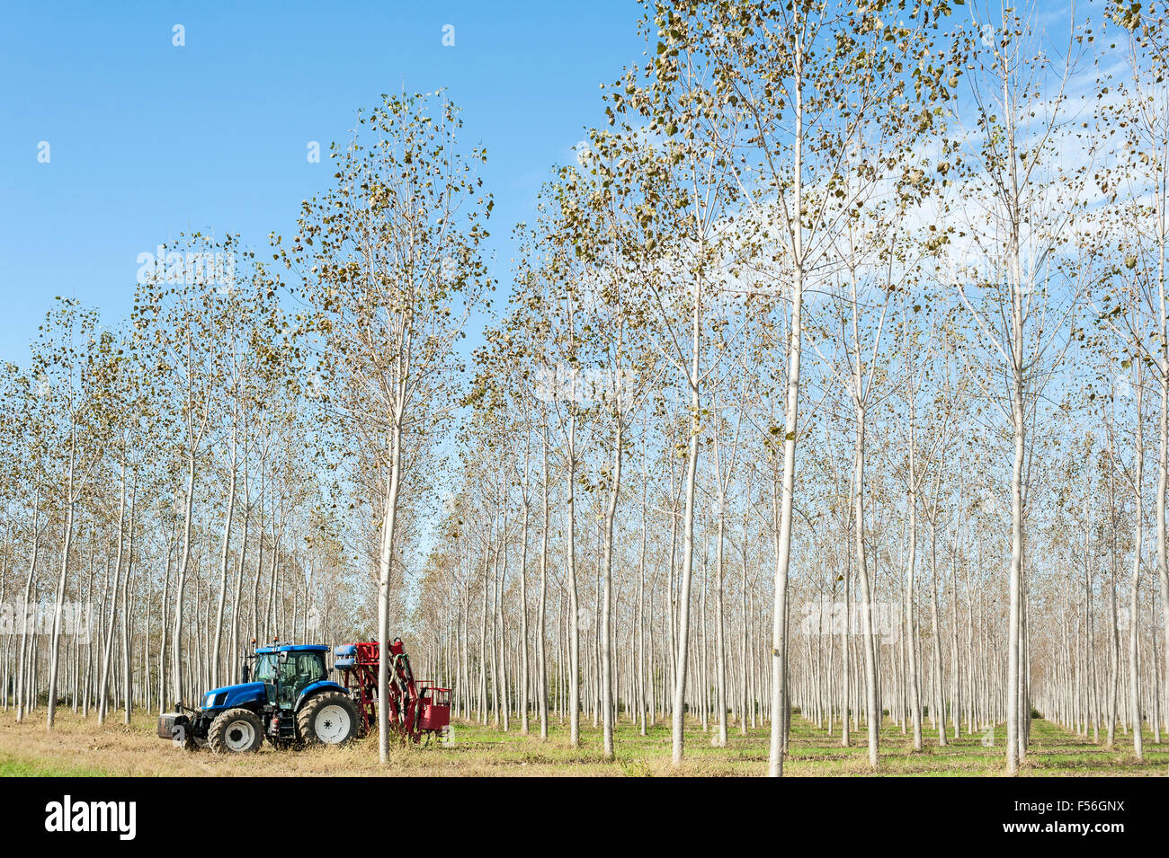 Poplar Grove. Trattore con macchine per la potatura di rami Foto Stock