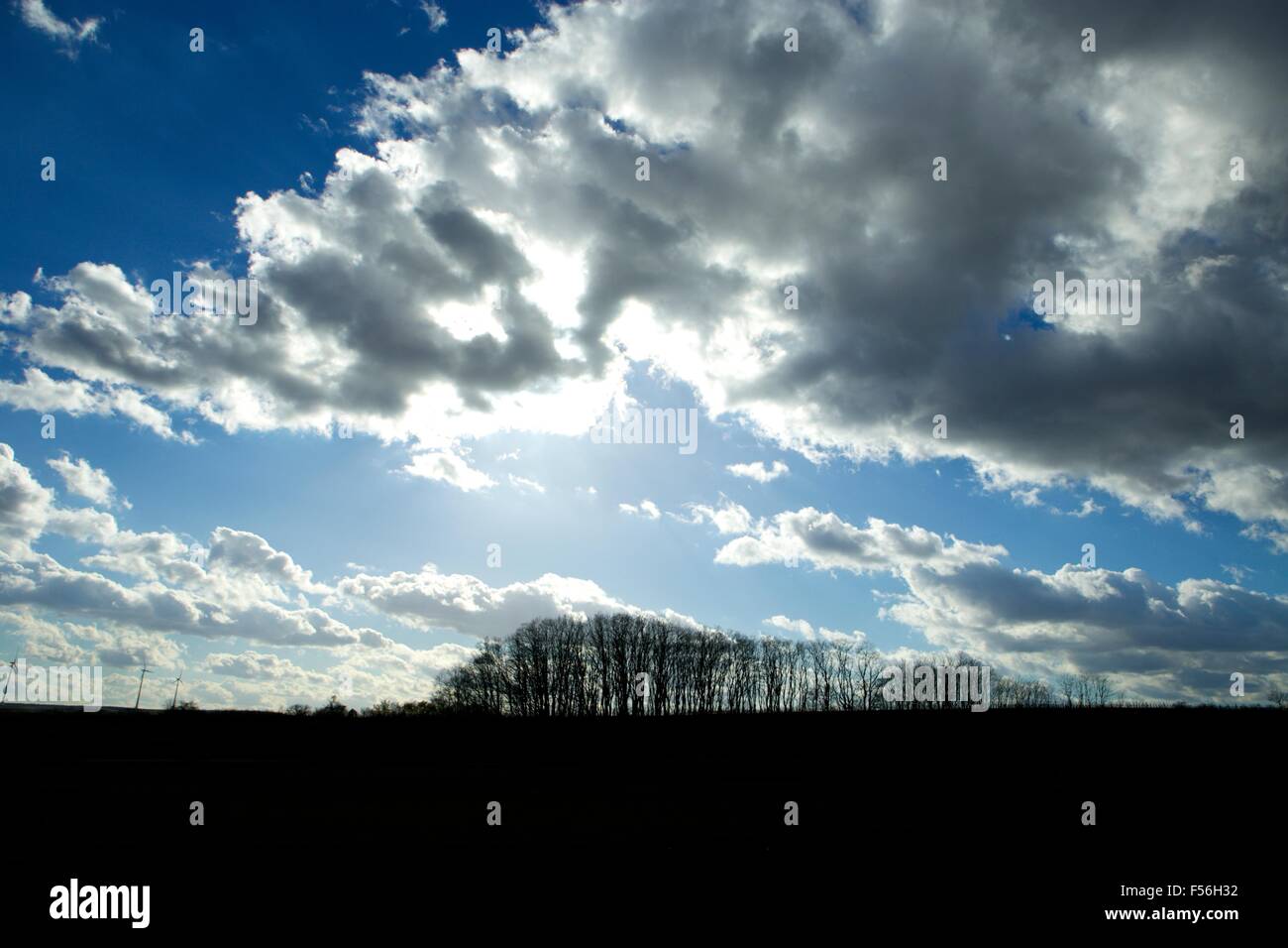 Austrian paesaggio caratterizzato da tipici alberi, settentrionale della Bassa Austria, su una bella fredda giornata di primavera Foto Stock