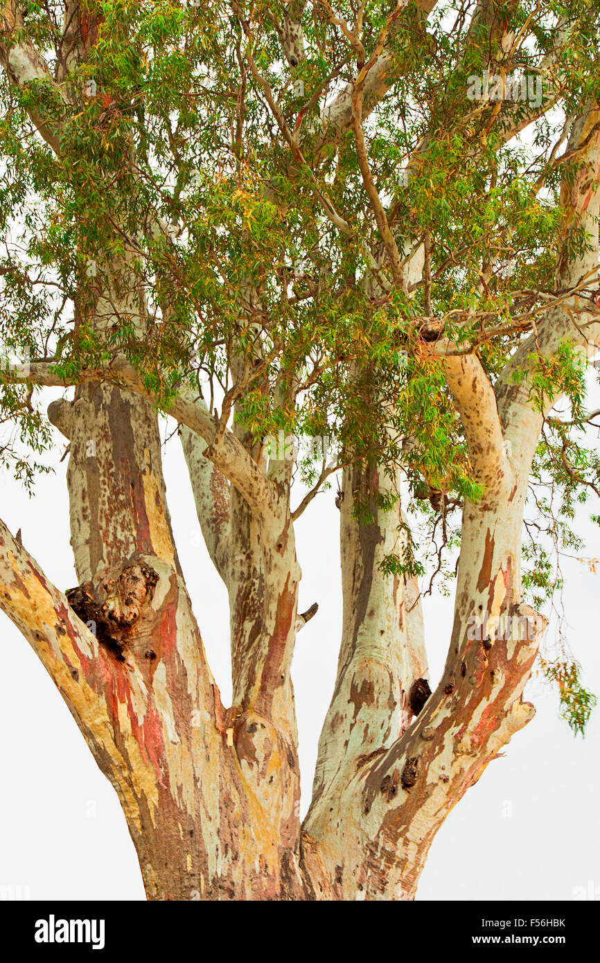 Il splendidamente colorati corteccia di una carta di corteccia di albero, Melaleuca Foto Stock