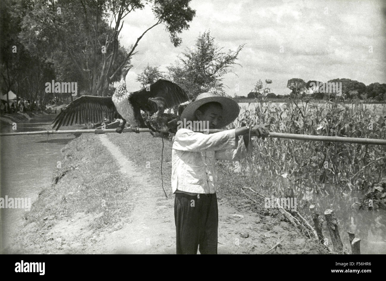 Un agricoltore cinese con un uccello da preda e un barbell, Cina Foto Stock