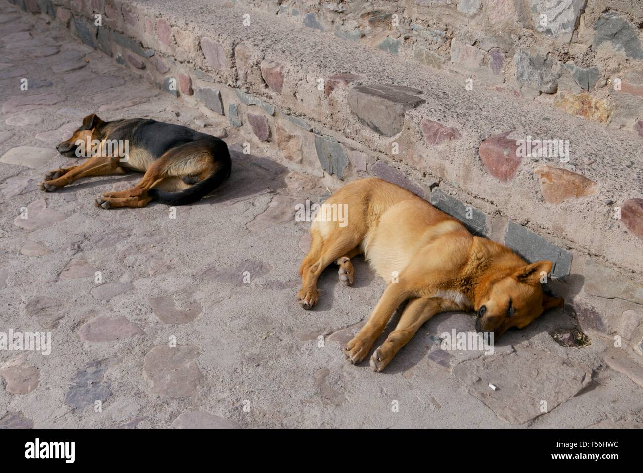 Due cani giacente sulla strada dormendo al sole (villaggio Argentina). Foto Stock