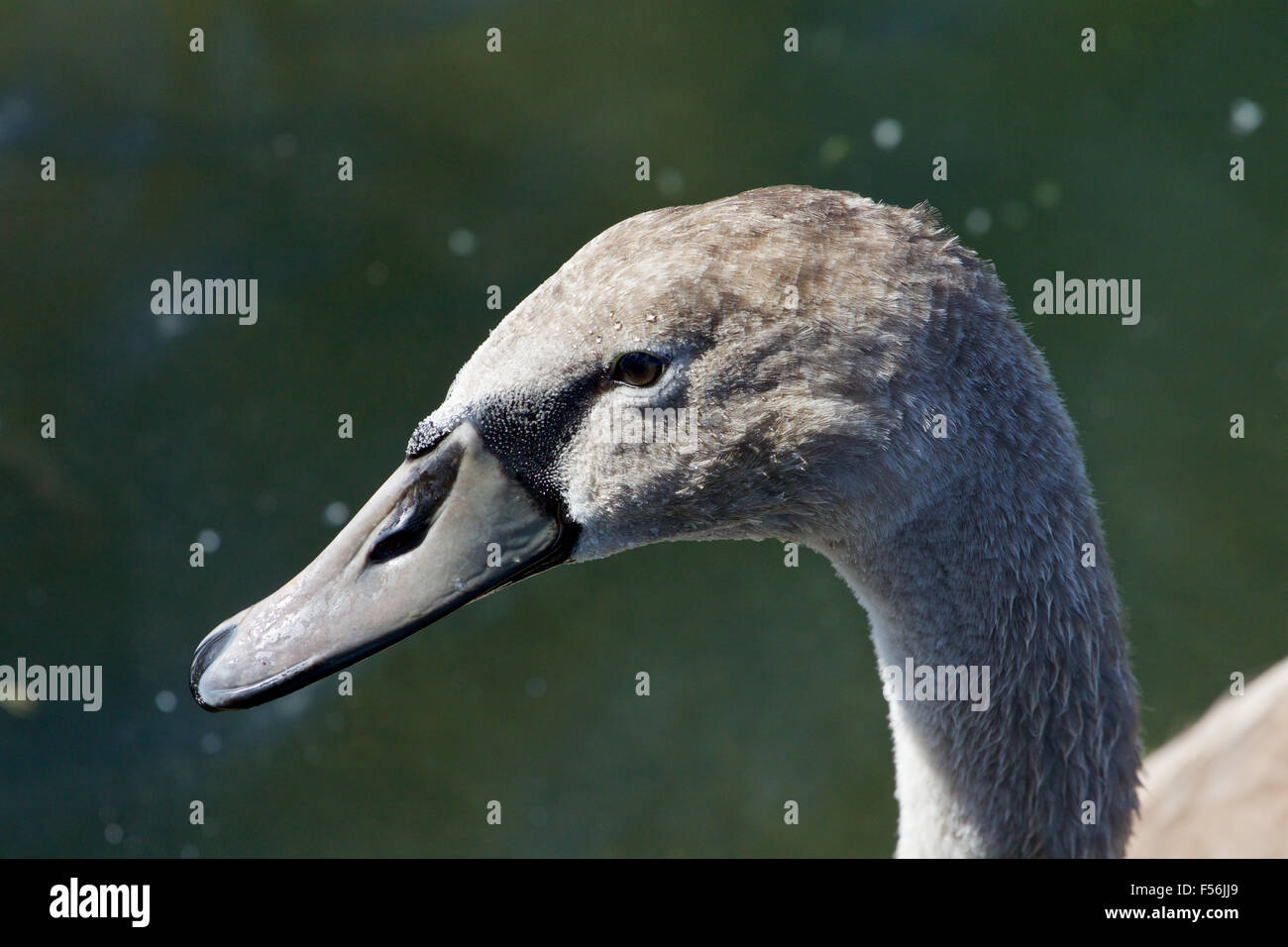 Bellissimo sfondo con il grazioso cigno Foto Stock