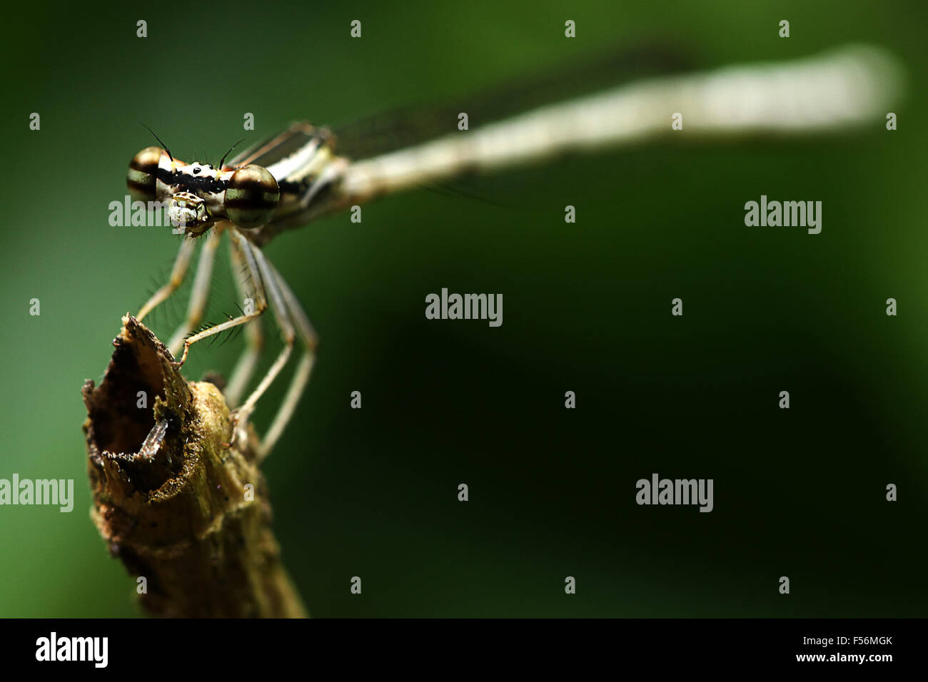 Damselflies sono insetti del sottordine Zygoptera nell'ordine Odonati. Essi sono simili alle libellule. Foto Stock