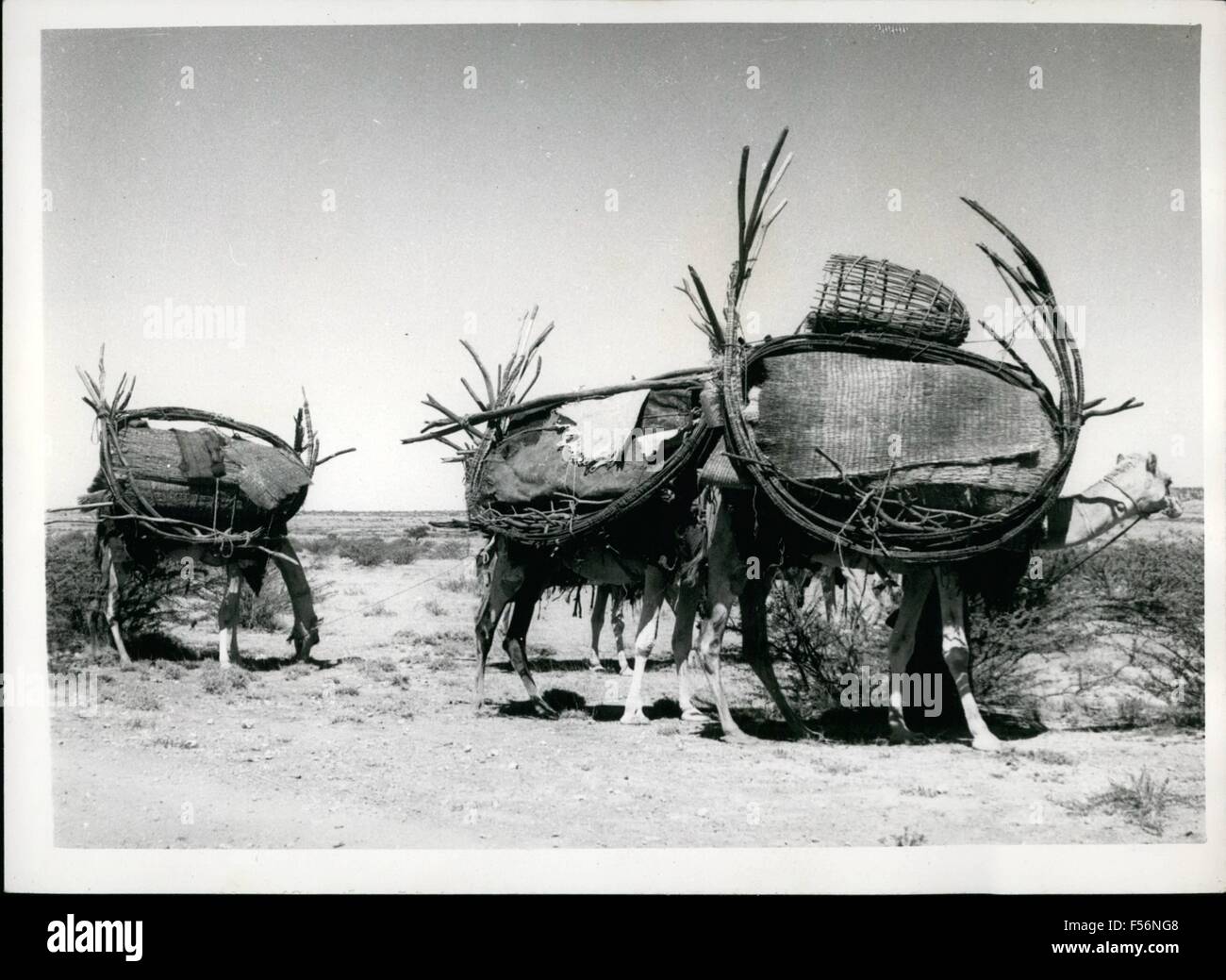 1982 - paesi africani Etiopia appartengono a le dieci più povere dei paesi africani. Nelle Highlands terra renderebbe possibile un produttivo agricolo ma un su una produzione a scopo commerciale non ha alcun senso in quanto non vi è alcun sistema di traffico per garantire il trasporto. Ognuno è produrre per la propria necessità. A volte, la legna da ardere è venduto sulla strada come qui a Lalibela. Marzo 1982.Mobile home terra somala stile. Il vagabondaggio mandriani del distretto di Borama Ã¢â'¬' si richiede solo una questione di minuti per il vagabondaggio mandriani del distretto di Borama tribesmen per impostare le loro case fo Foto Stock