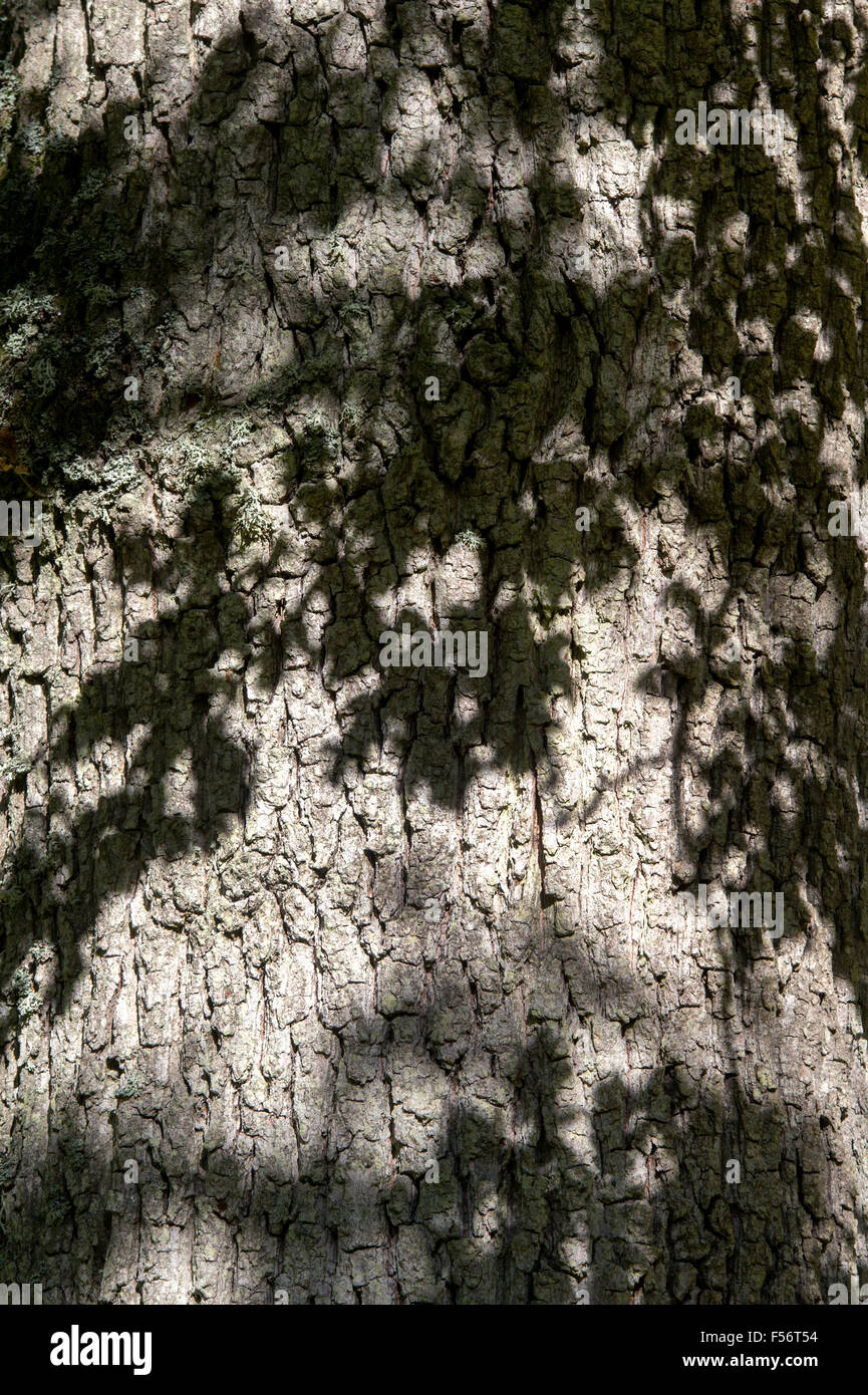 Quercus robur. Ombre di foglie di quercia sulla corteccia di albero Foto Stock