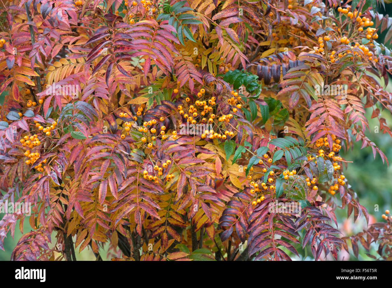 Sorbus aucuparia 'autunno guglia'. Rowan / Monte Ceneri in autunno con bacche di colore giallo Foto Stock