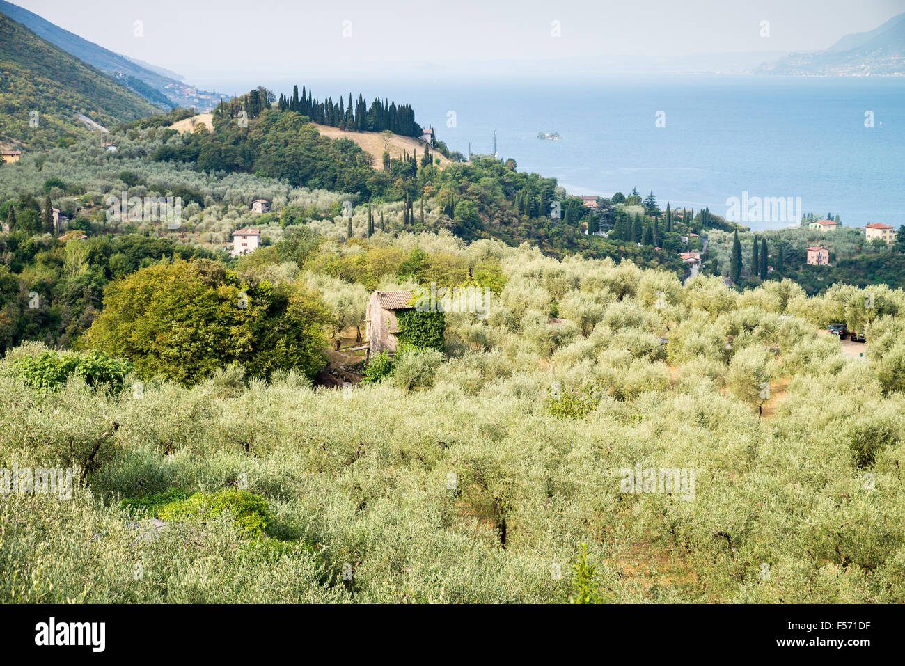 Vista su alberi di ulivi del Lago di Garda, Gargnano, Italia, Europa Foto Stock