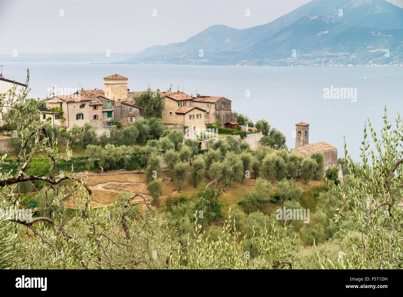 Vista su alberi di ulivi del Lago di Garda, Gargnano, Italia, Europa Foto Stock