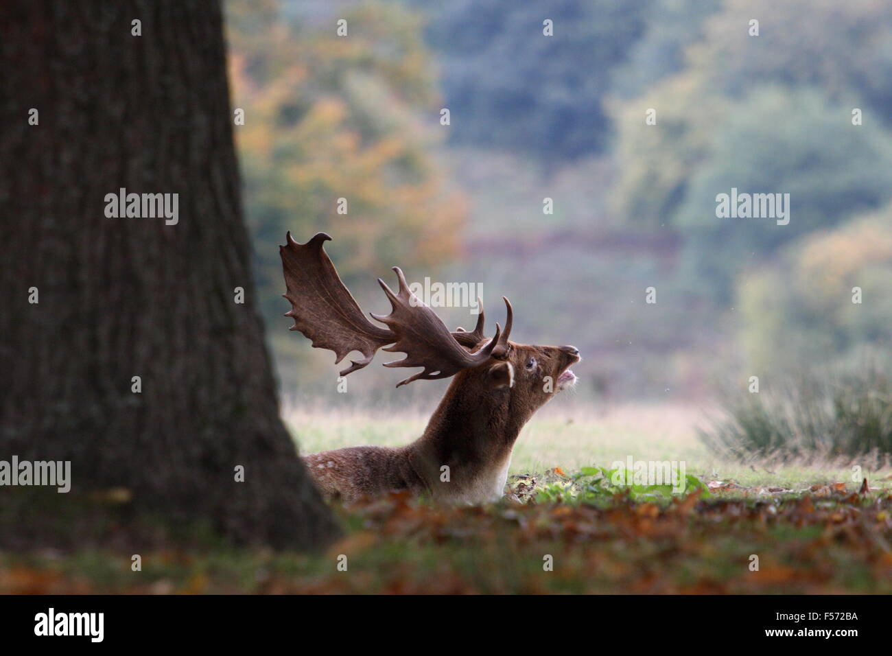 Feste di addio al celibato che giace sotto un albero a Knole Park, Kent Foto Stock