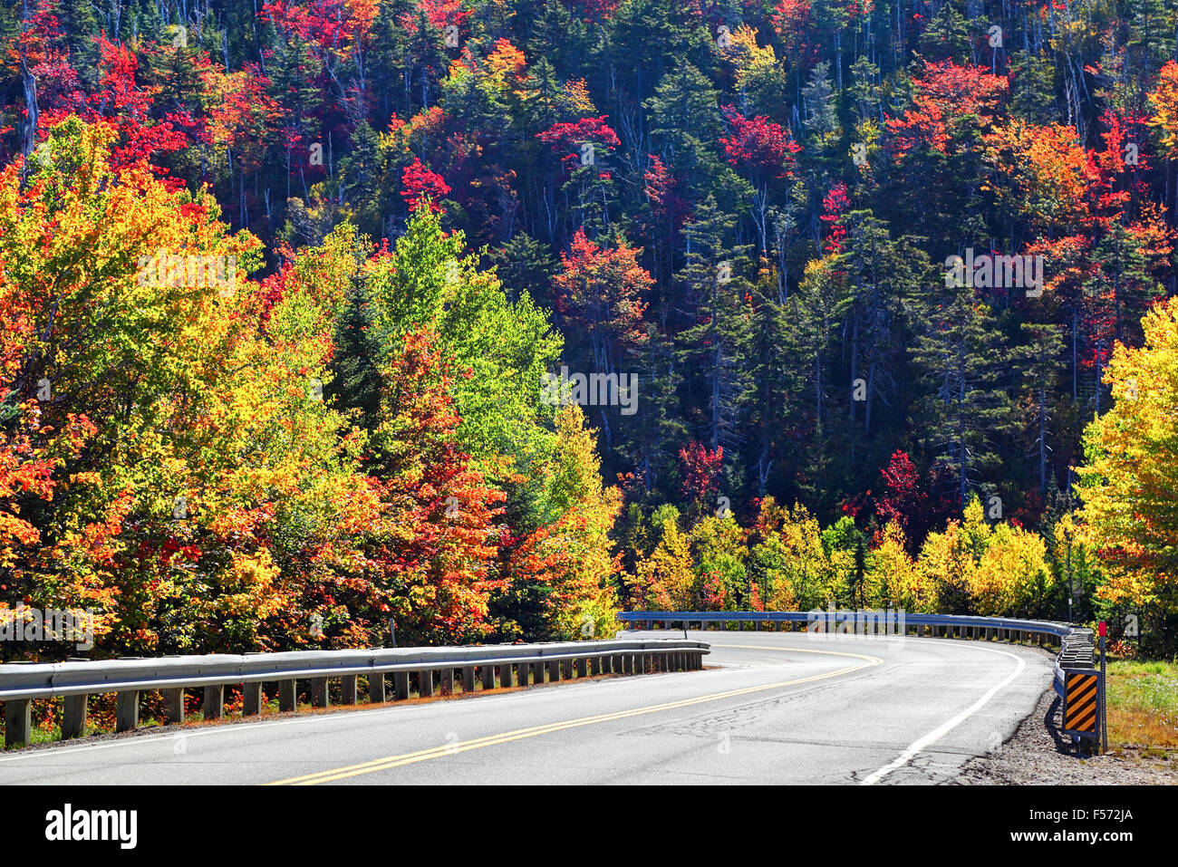 La foresta nei suoi colori autunnali Foto Stock