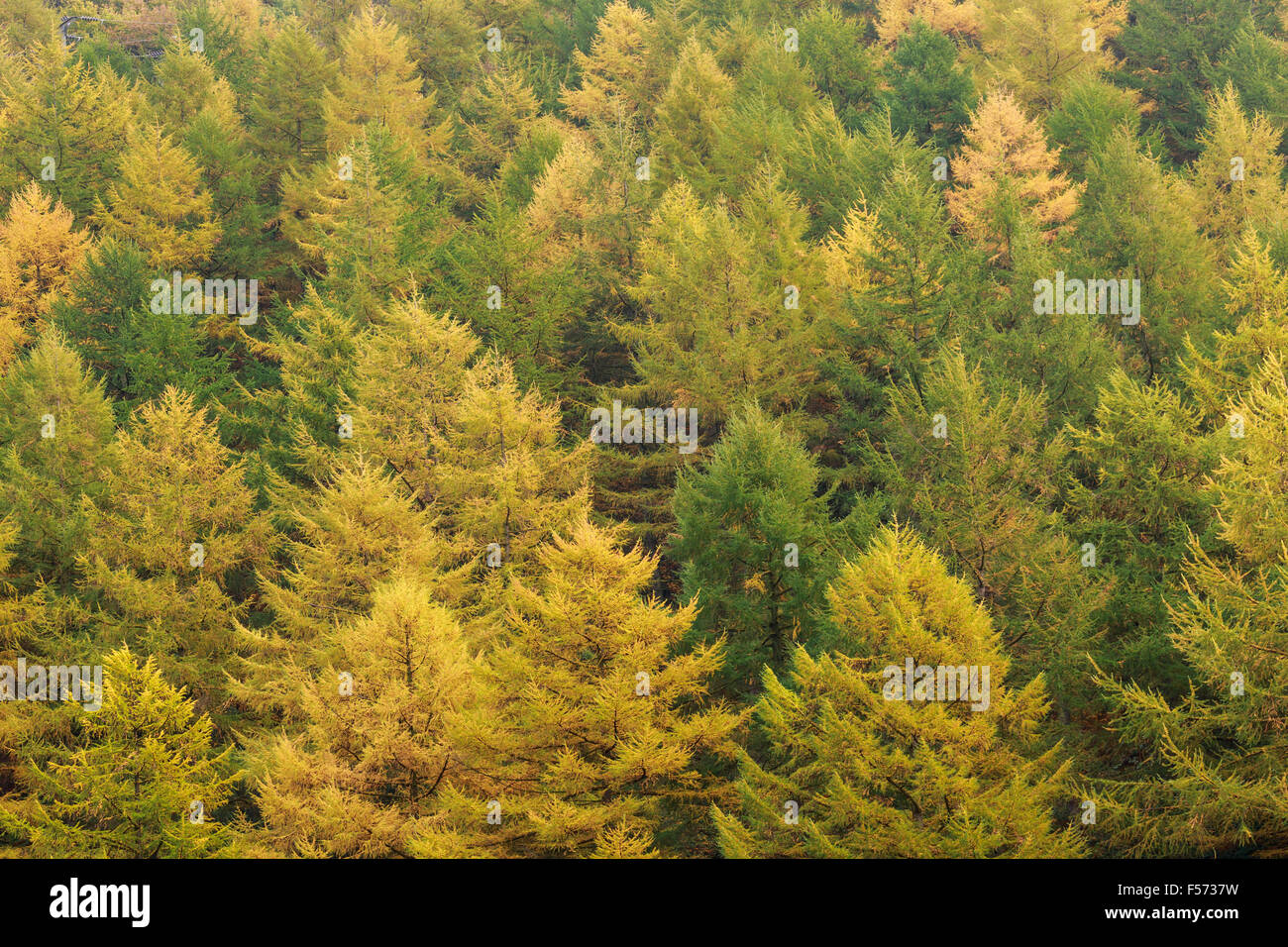 Larice Larix decidua, l'autunno. Parco Nazionale di Peak District, Derbyshire Foto Stock