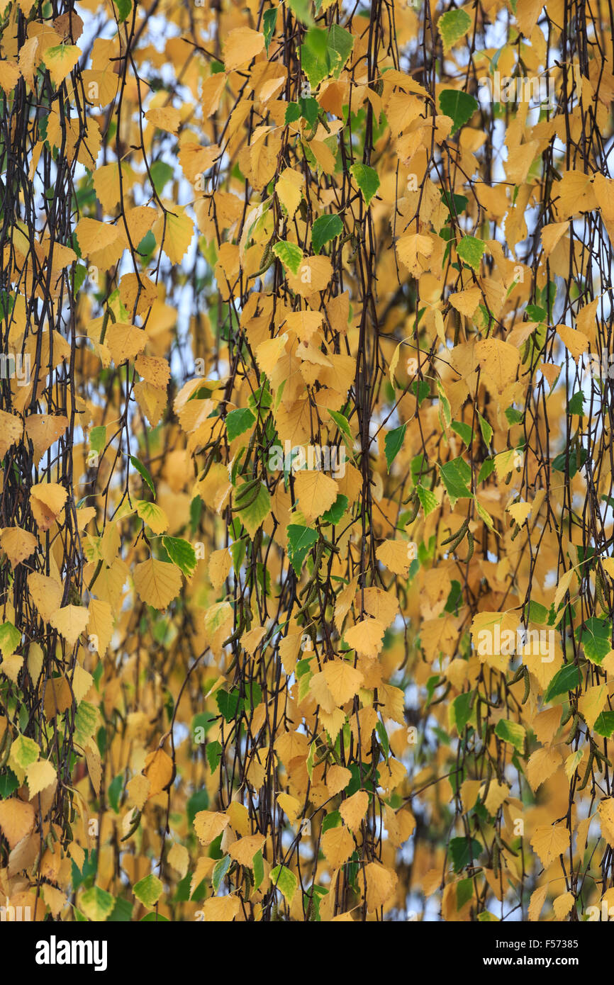 Argento Betulla Betula pendula, Colore di autunno Foto Stock