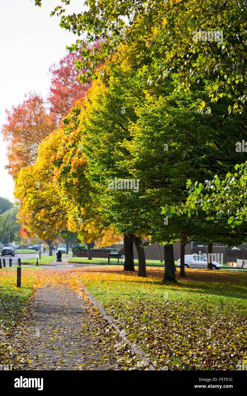 Alberi girando i colori autunnali in un Enclish strada suburbana Foto Stock
