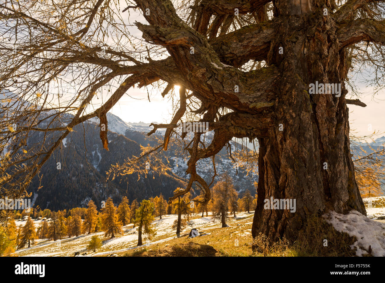 Golden colori autunnali nella foresta di Balavaux dove sono situati il più grande i larici dell Europa Foto Stock