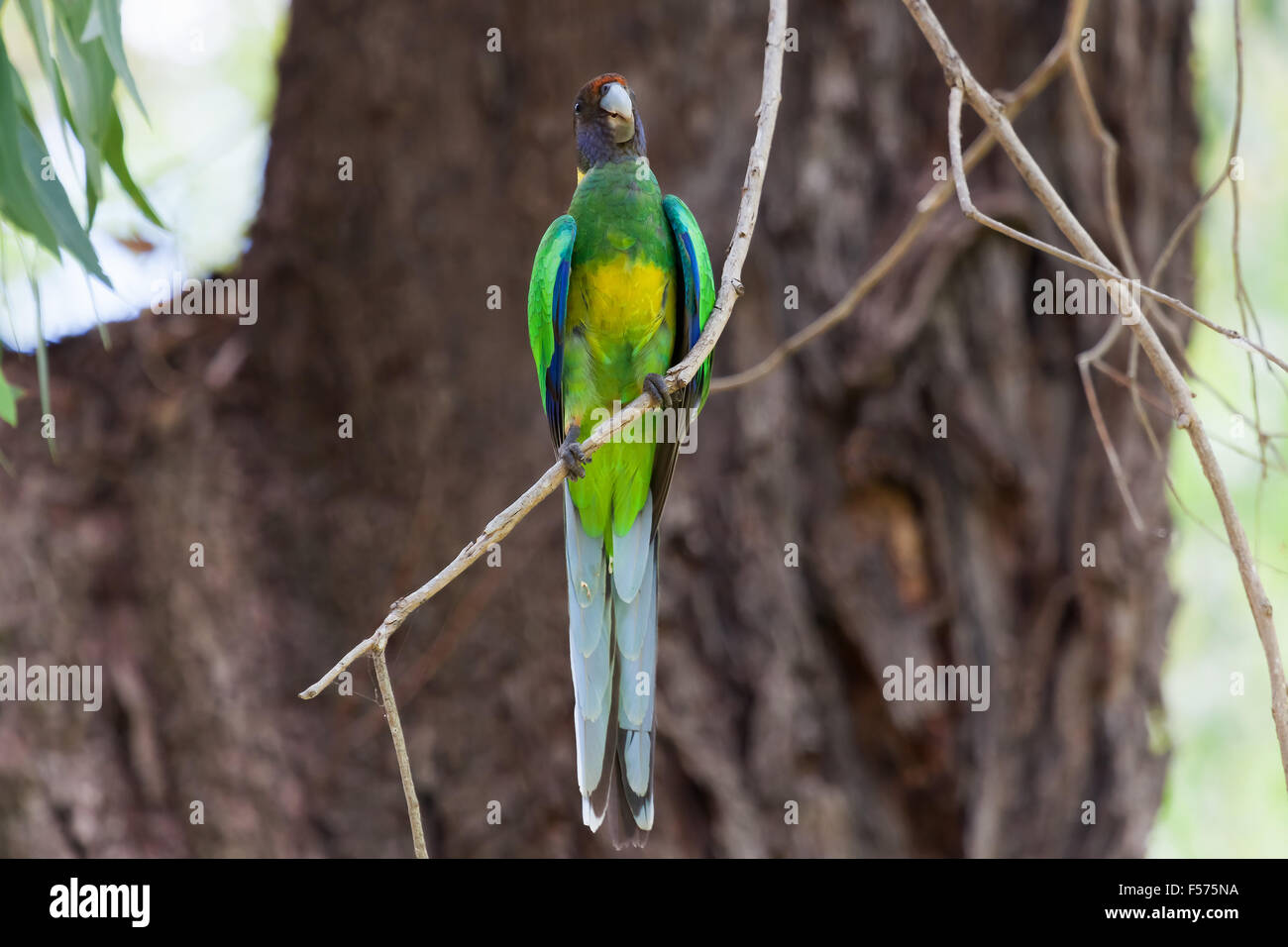 Australian Ringneck (Barnardius zonarius) Foto Stock