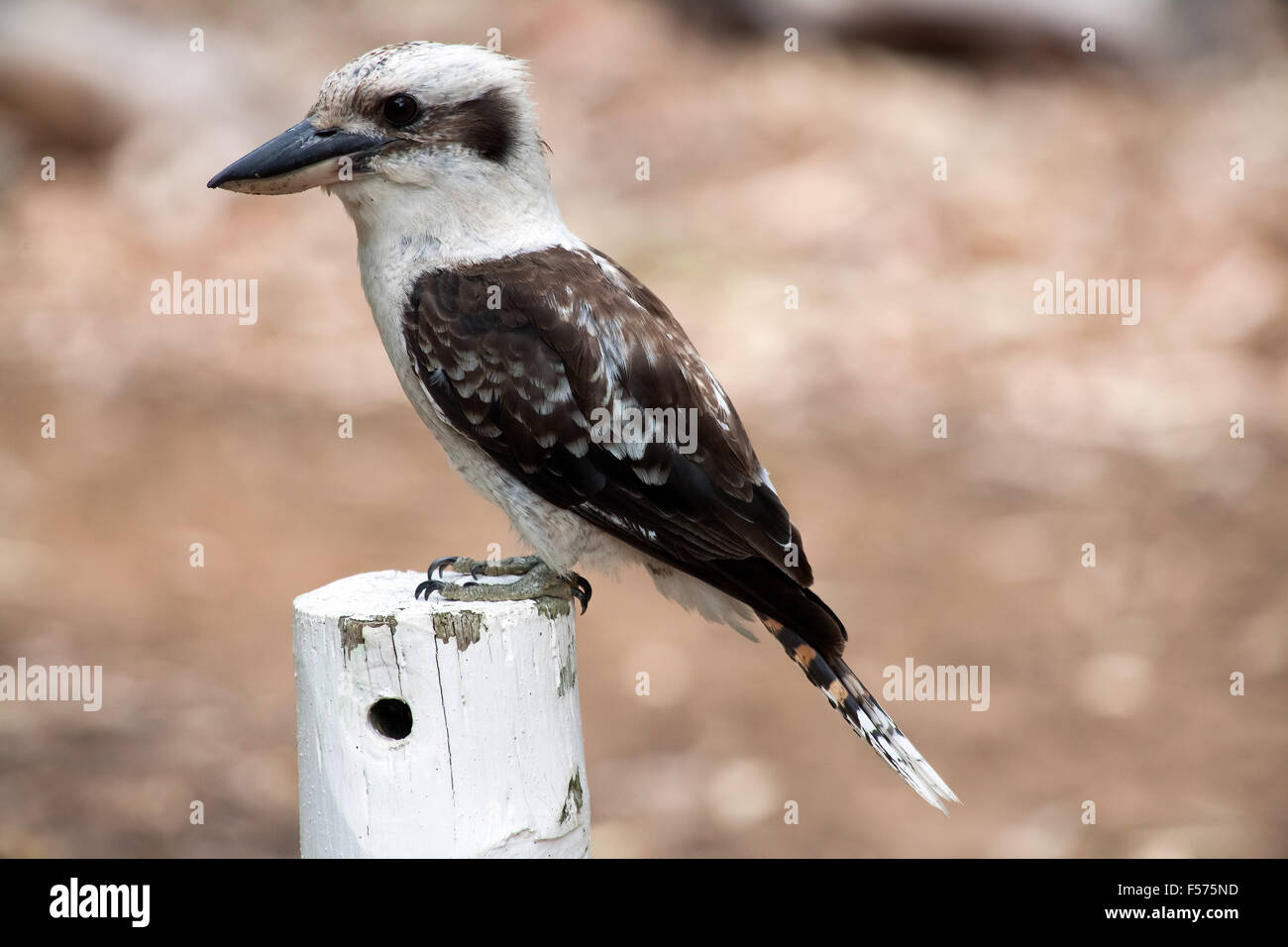 Ridendo Kookaburra (Dacelo novaeguineae) Foto Stock