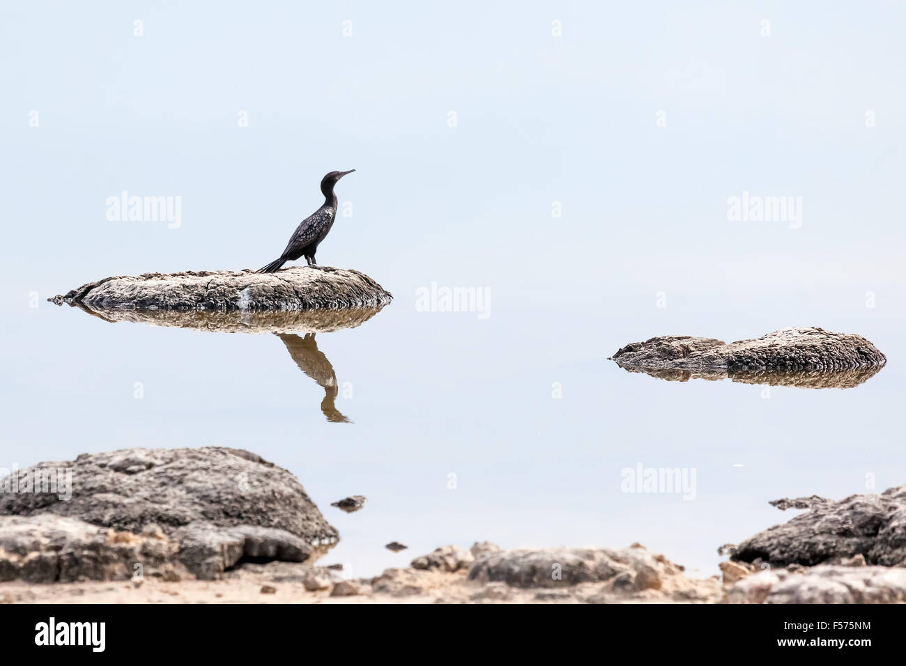 Little Black cormorano (Phalacrocorax sulcirostris), Nambung National Park, Australia. Foto Stock