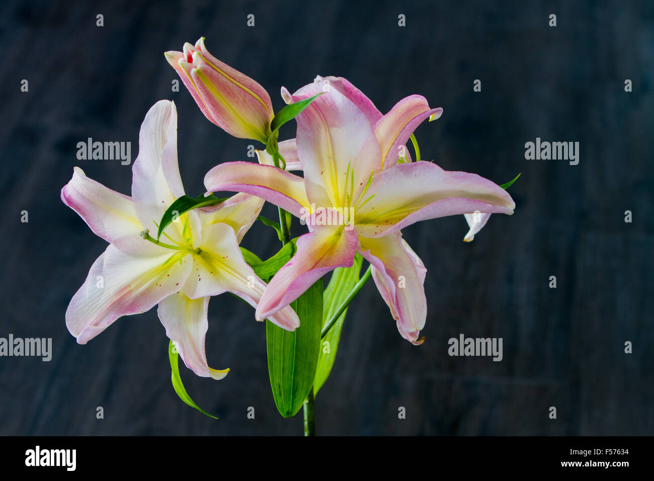 Close-up del bianco e del rosa Lily (lilium) su sfondo scuro Foto Stock