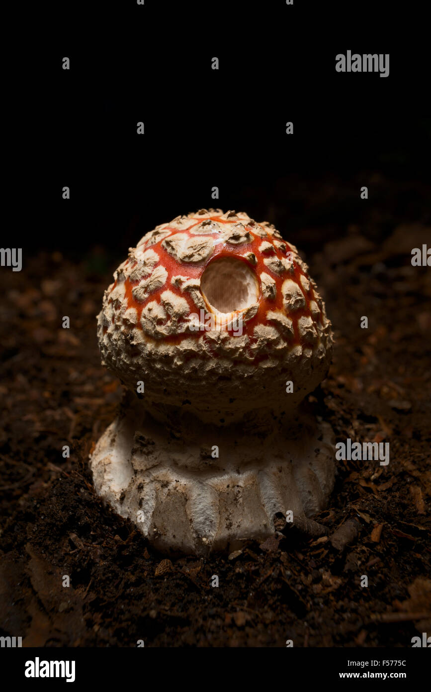 Amanita muscaria fungo Foto Stock