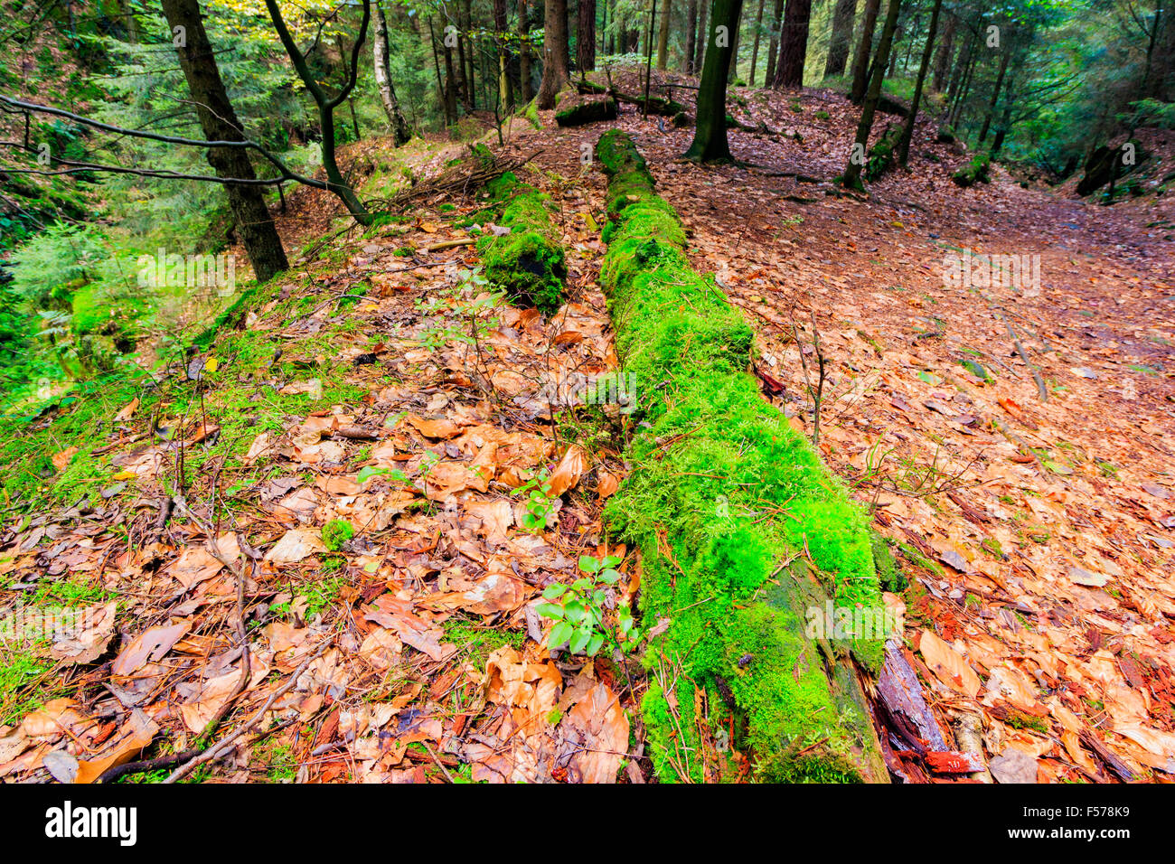 La foresta vergine all'inizio dell'autunno, Ceske Svycarsko Foto Stock