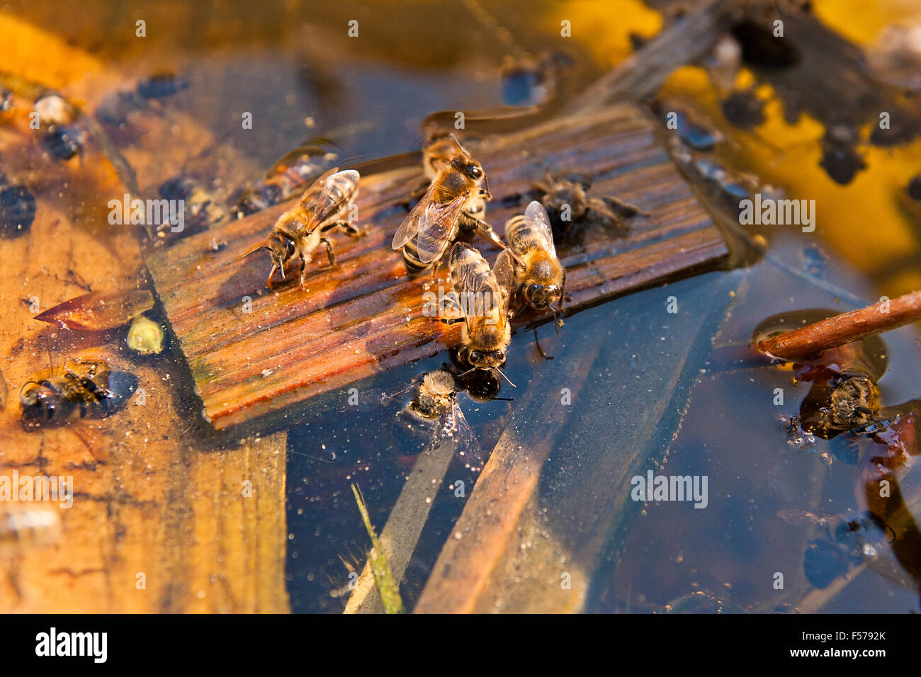 Api laboriose, vista ravvicinata della lavorazione le api. Le api da vicino che mostra alcuni animali di acqua potabile. Foto Stock
