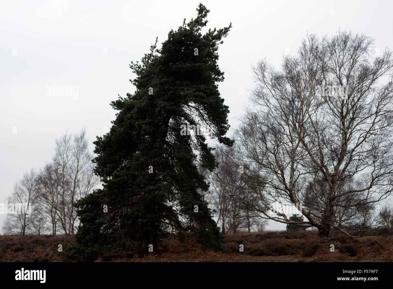 Albero in forma di cavalli o cani testa, Sutton, Suffolk, Regno Unito. Foto Stock