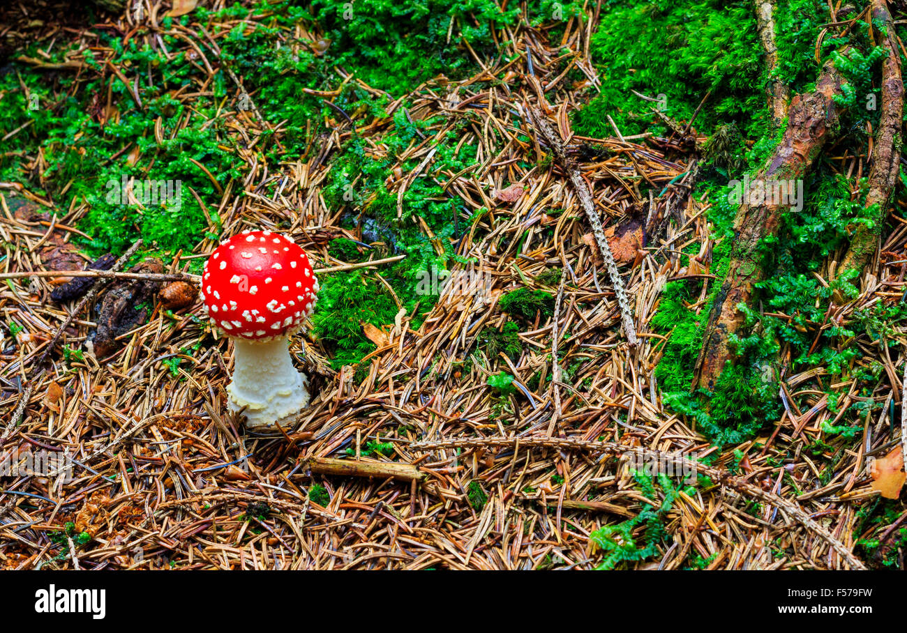 Funghi nei boschi con i colori autunnali Foto Stock