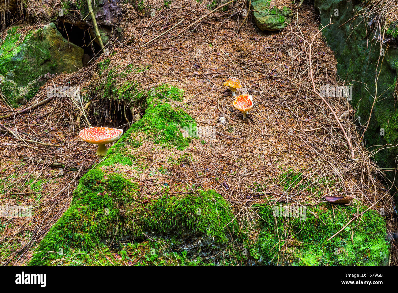 Funghi nei boschi con i colori autunnali Foto Stock