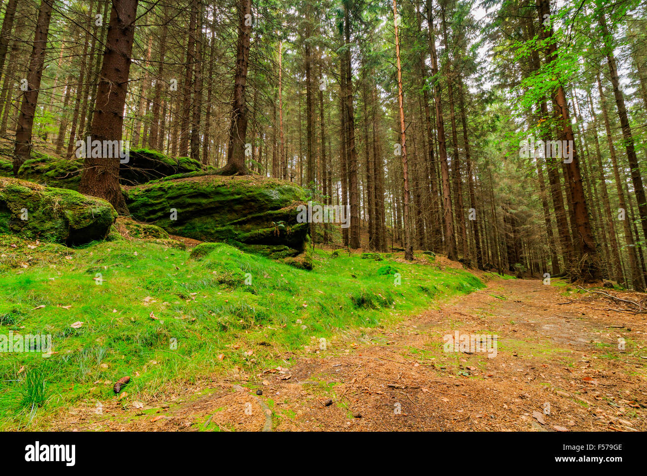 La foresta vergine all'inizio dell'autunno, Ceske Svycarsko Foto Stock