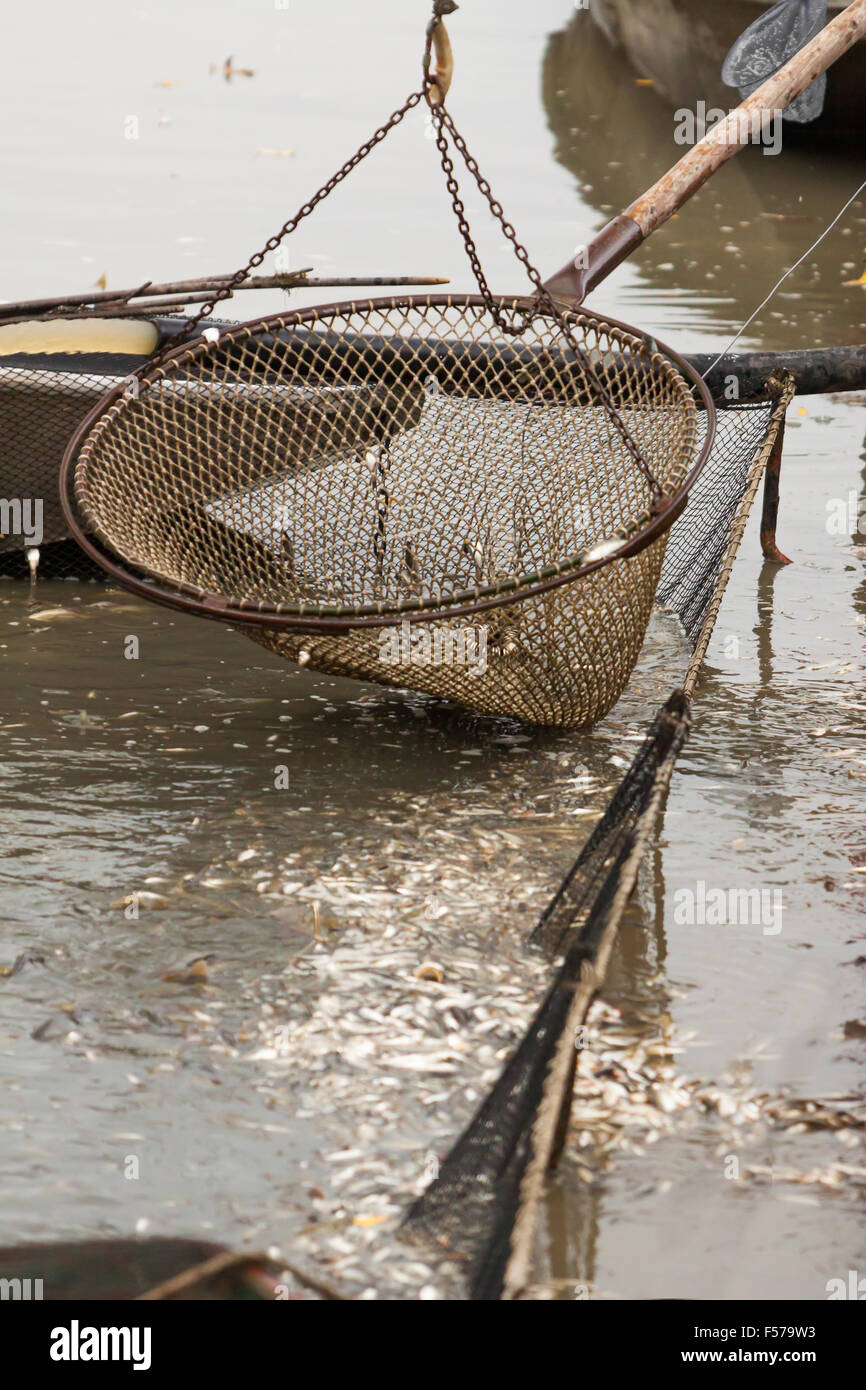 Raccolto autunnale di carpe da Peschiera per i mercatini di natale in Repubblica Ceca. In Europa centrale il pesce è una parte tradizionale di un Foto Stock