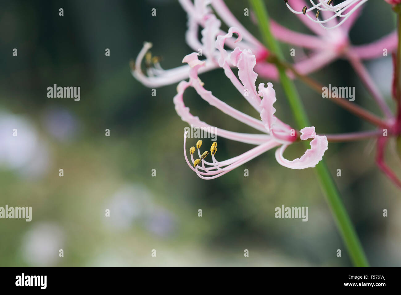 Nerine humilis peersil fiore di gruppo Foto Stock
