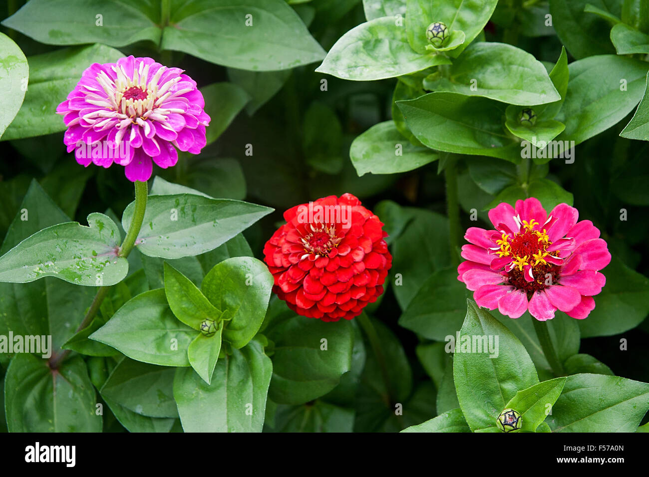 Rosa e Rosso zinnia fiori sullo sfondo naturale. Vista ravvicinata di zinnia fiori nel giardino d'autunno. Foto Stock