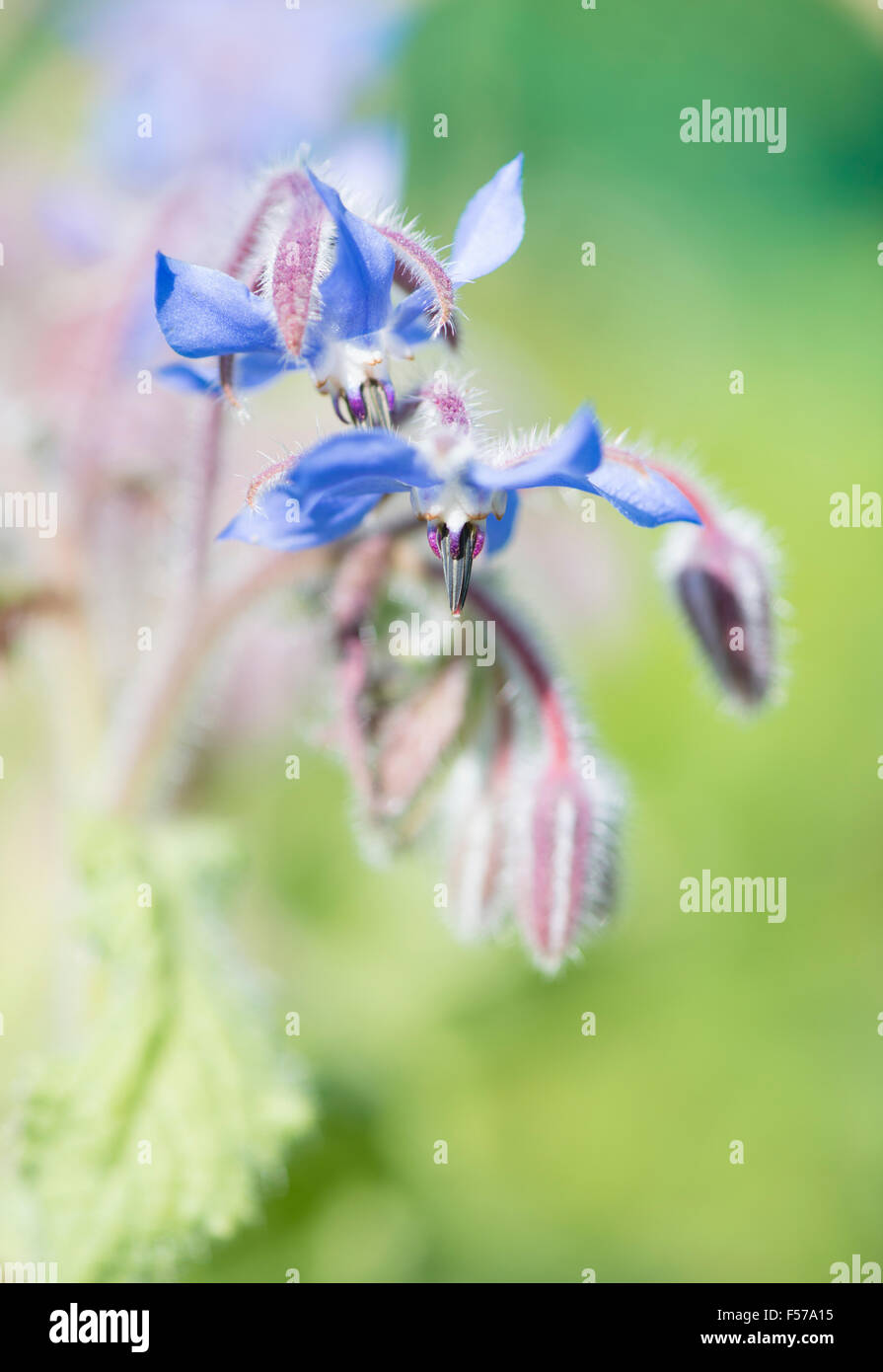 La borragine (borragine officinalis) fiore cresce in giardino a base di erbe Foto Stock