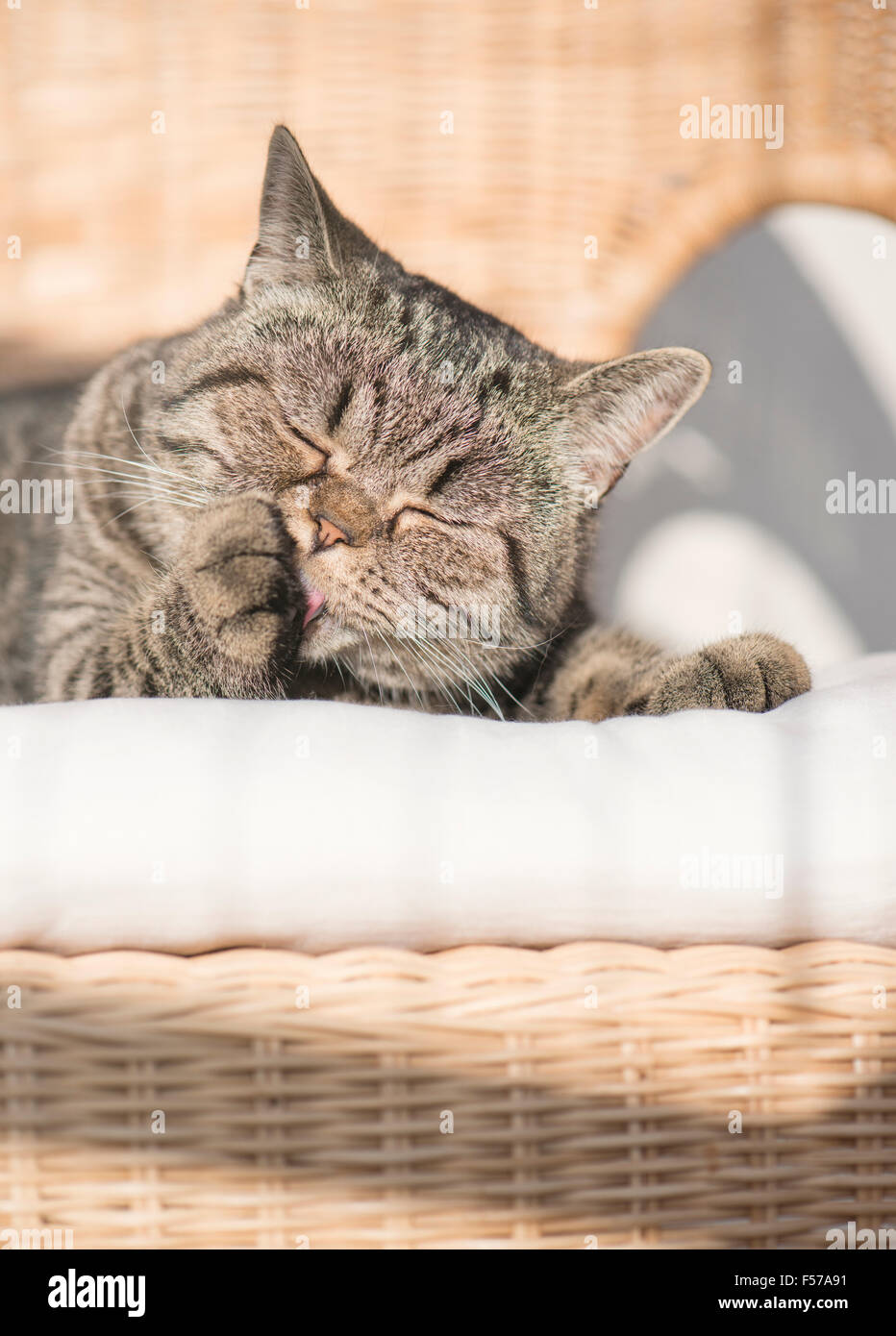 British Shorthair Gatto sdraiato nella sedia di vimini leccare zampa con gli occhi chiusi. Pacifico e riposante pet. Foto Stock