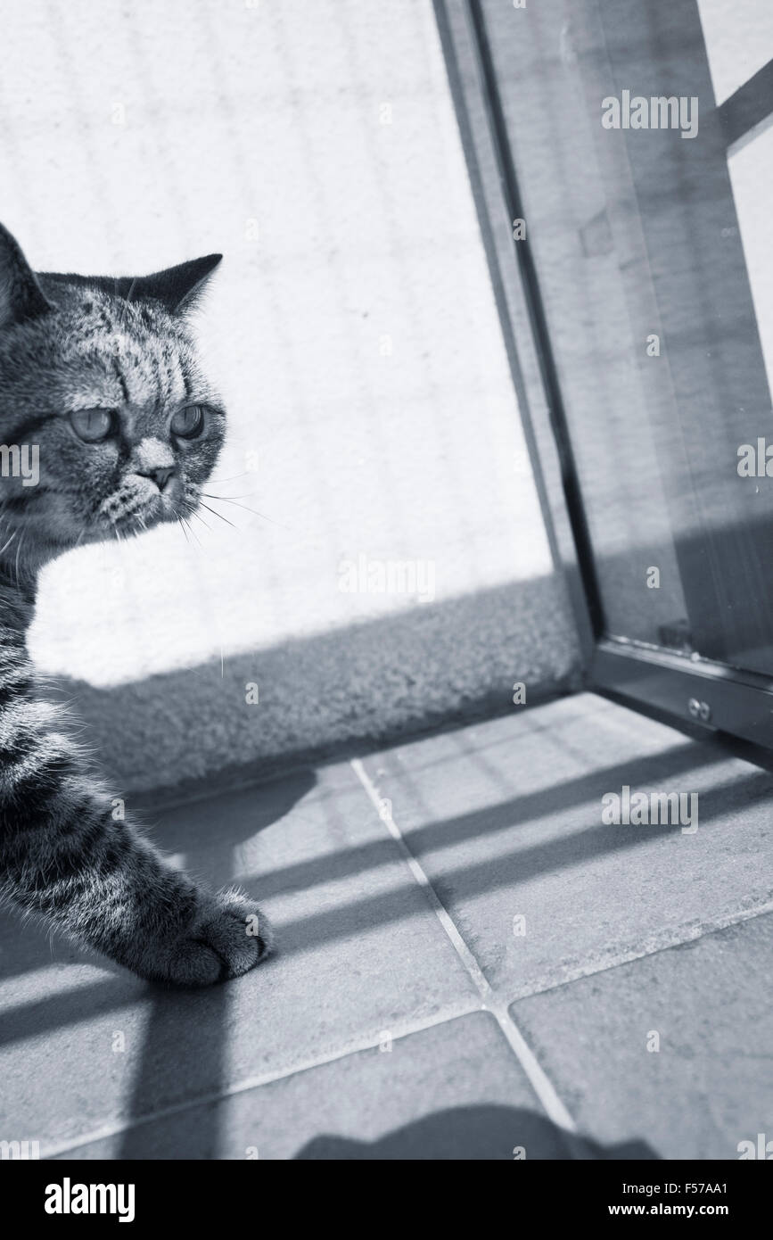 British Shorthair gatto sul balcone. Guardando lontano con curiosità. Foto Stock