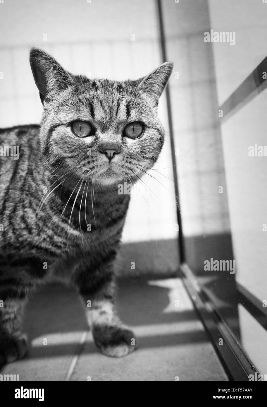 British Shorthair gatto sul balcone. Guardando la fotocamera con curiosità. Foto Stock