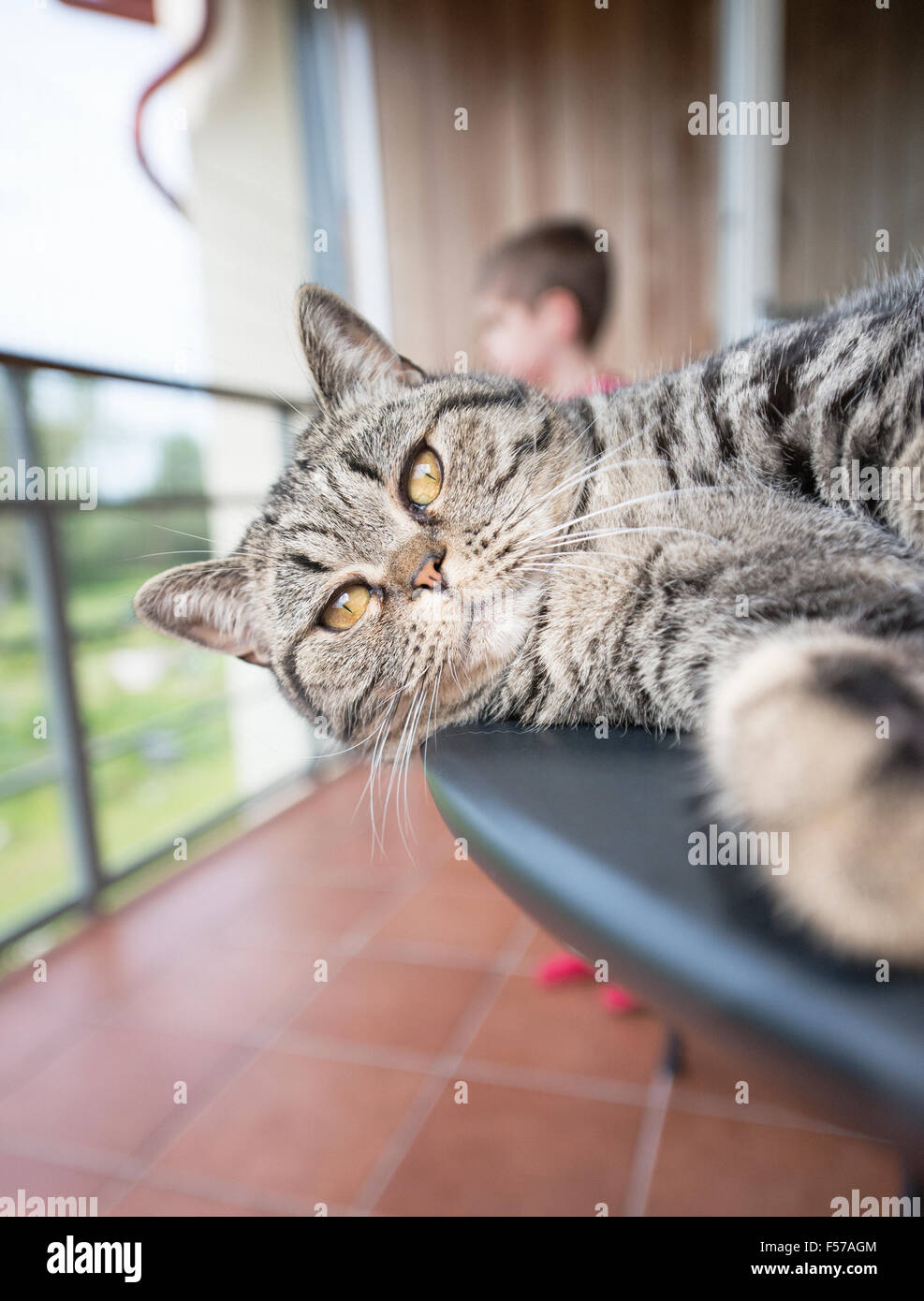 Gatto sul tavolo con bambino in background. British Shorthair Gatto sdraiato sul balcone tabella. Foto Stock